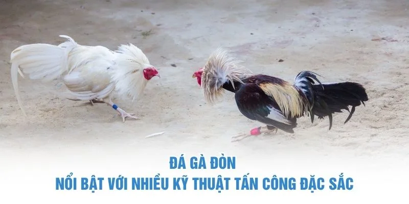 Đá gà đòn nổi bật với nhiều kỹ thuật tấn công đặc sắc